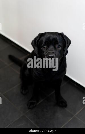 Ritratto di un labrador nero che guarda la fotocamera. Vista dall'alto. Concetto di amore per gli animali Foto Stock