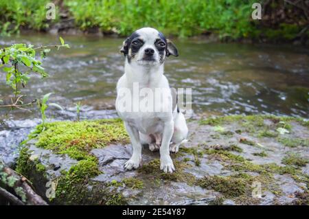 Primo piano ritratto di un piccolo cane bianco e nero chihuhua seduto su una roccia ricoperta di muschio sulla riva di un torrente di foresta o fiume. Foto Stock