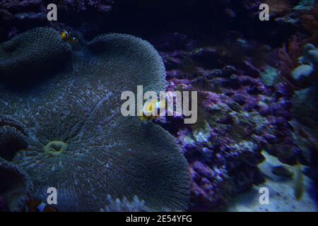 Ocellaris clownfish, Amphiprion ocellaris, conosciuto anche come il falso percola o pesce pagliaccio comune. Due pesci pagliaccio nel loro anemone tubo flessibile Foto Stock