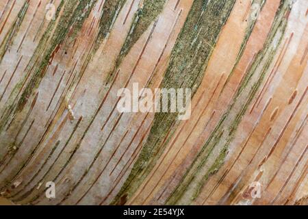 Primo piano di Betula ermanii × pubescens (betulla argentata) albero corteccia modello, UK Foto Stock