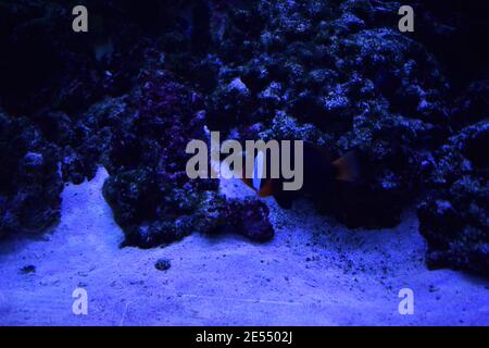 Amphiprion frenatus si nasconde all'interno dell'anemone, Foto Stock