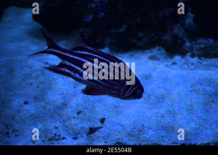 Pesce corallo (Sargocentron diadema) pesce di colore rosso brillante con strisce bianche Foto Stock