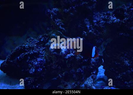 Amphiprion frenatus si nasconde all'interno dell'anemone, Foto Stock