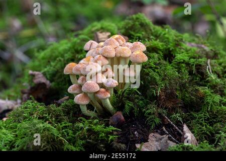 Grumo di funghi selvatici (probabilmente tuft di zolfo – Hypholoma fasciculare) che crescono sulla muschio in Clanger Woods Wiltshire, Inghilterra, Regno Unito nel mese di ottobre. Foto Stock