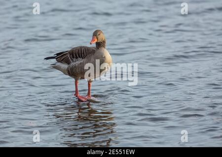 L'oca grigiastra con becco d'arancia e gambe in piedi in acqua blu. Giornata di sole in inverno su un lago. Foto Stock