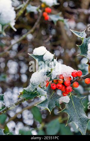 Agrifoglio con bacche ricoperte di neve Foto Stock