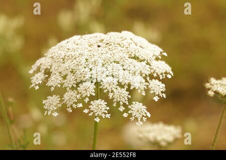 L'insetto amichevole fiore bianco di nido d'uccello, Daucus carota Foto Stock