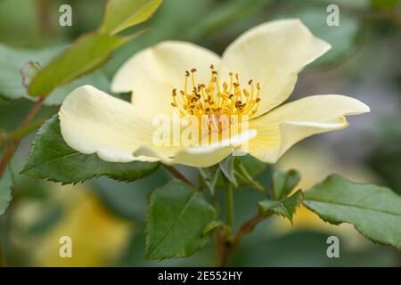 Primo piano di Rosa Tottering-by-Gently un arbusto inglese Rose di David Austin Roses, Inghilterra, Regno Unito Foto Stock
