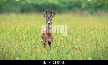 Capriolo che guarda sul prato di fronte ai girasoli con spazio di copia Foto Stock