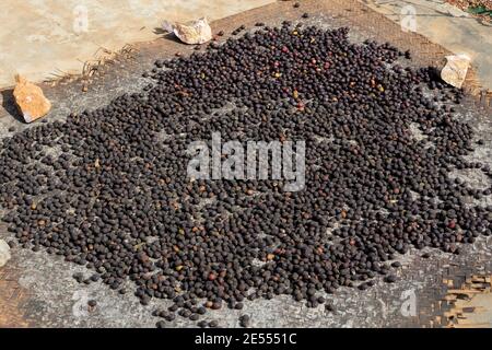 Chicchi di caffè che asciugano al sole, in Birmania Myanmar Foto Stock