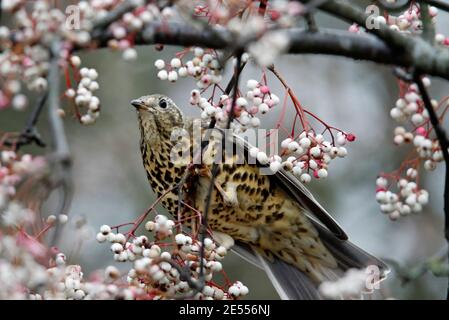 Mistle thrush che si nutre di frutti di bosco invernali Foto Stock