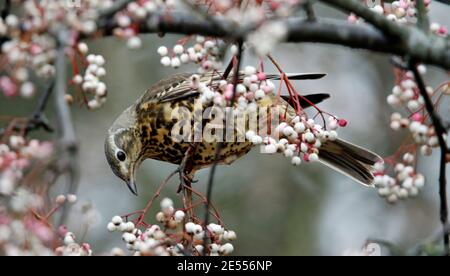 Mistle thrush che si nutre di frutti di bosco invernali Foto Stock