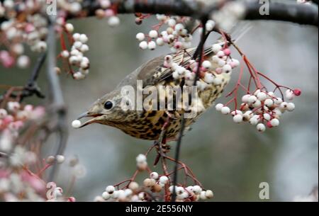 Mistle thrush che si nutre di frutti di bosco invernali Foto Stock