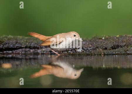 Nightingale comune (Luscinia megarhynchos), bagno in acqua per adulti, Debrecen, Ungheria, 30 aprile 2014 Foto Stock