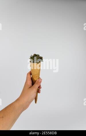 Mano della donna che tiene un cono gelato pieno di boccioli di marijuana, fiori di marijuana essiccati. Isolato su sfondo bianco. Dolce dipendenza Foto Stock