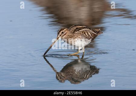 Snipe comune (Gallinago gallinago), singolo adulto che alimenta in acque poco profonde e fango, Regno Unito Foto Stock