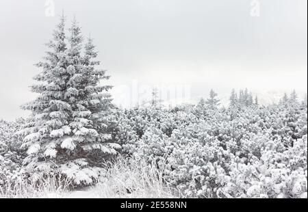 Paesaggio montano invernale con alberi innevati durante la nebbia. Foto Stock