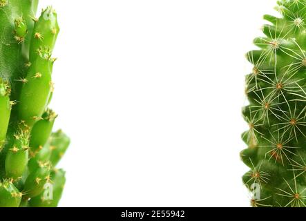 Primo piano di parzialmente Mini Fairy Castle Cactus e Ladyfinger Cactus Isolato su sfondo bianco Foto Stock