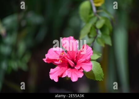 Hibiscus rosa-sinensis, detto anche hibiscus cinese, rosa cinese, hibiscus hawaiano, mallow di rosa e pianta di sciarro Foto Stock