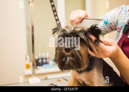 Vita tipica di un carino Yorkshire terrier Foto Stock