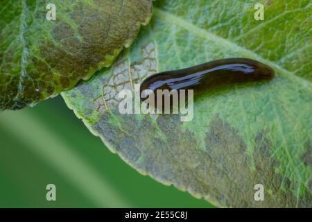 Schwarze Kirsch-Blattwespe, Kirschblattwespe, larve frisst an Blatt einer Birne, Schädling, Pflanzenschädling, Kirschenblatttwespe, Kirschen-Blattwespe Foto Stock