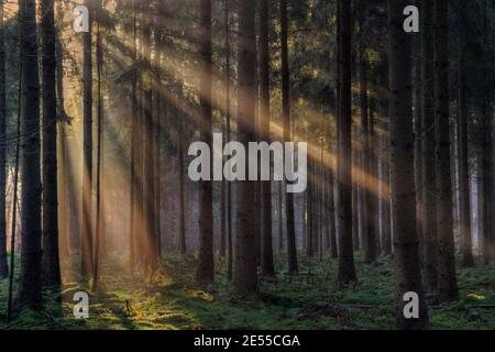 Raggi di sole in una foresta in una mattina frizzante in inverno, un paesaggio fiabesco Foto Stock