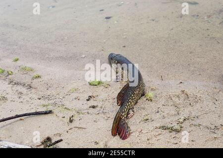 Un pesce cric sul bordo stesso dell'acqua e la riva Foto Stock