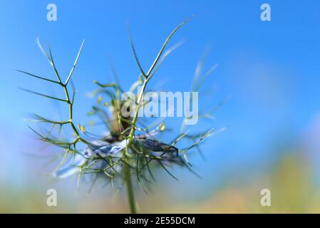 Incredibile surrealistico autunnale macro vista di finocchio azzurro (Nigella Sativa) fiore che rappresenta l'armonia e l'amore. Visto a Marlay Park, Dublino Foto Stock