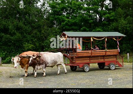 Bestiame guidare un carro a Bhaktivedanta Manor, Regno Unito Foto Stock