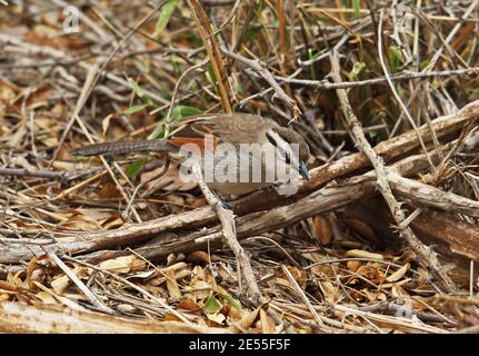 Tchagra (Tchagra australis australis) adulta che invecchia a terra Kruger NP, Sudafrica Novembre Foto Stock