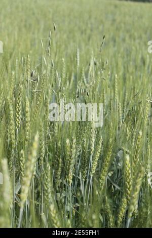 Bella vista del grano di miglio che cresce nel campo in una soleggiata giornata estiva Foto Stock