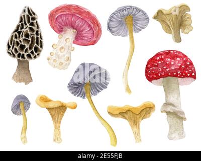Set di funghi forestali diversi, acquerelli, colorati e luminosi Foto Stock