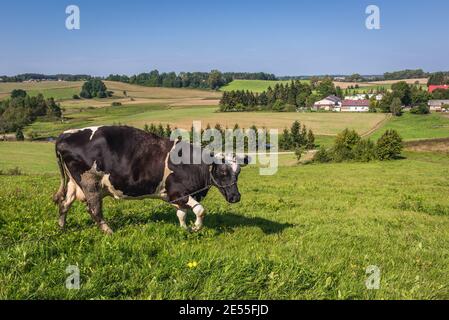 Mucca su un prato in Kartuzy County, Kashubia regione del voivodato di Pomerania in Polonia Foto Stock