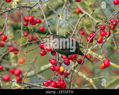 Blackbirds Turdus merula femmina alimentazione su mele granchio mature Norfolk Gennaio Foto Stock