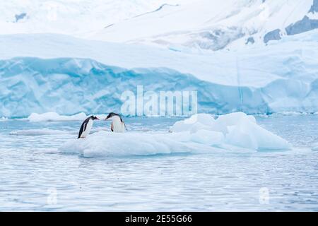 Una coppia di pinguini gentoo condivide un momento d'amore tenero Su una pista di ghiaccio nella Penisola Antartica Foto Stock