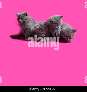 i simpatici gattini grigi stanno guardando verso il basso, seduti sul rosa Foto Stock