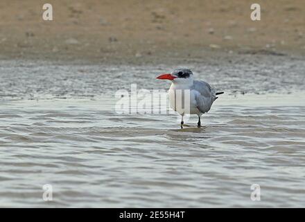 Caspia Caspian Tern (Hydroprogne caspia) adulto in piedi in acque poco profonde St Lucia, Sudafrica Novembre Foto Stock