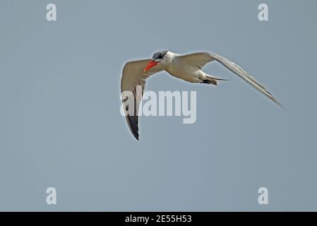 Caspio Fern (Hydroprogne caspia) adulto in volo Santa Lucia, Sudafrica Novembre Foto Stock