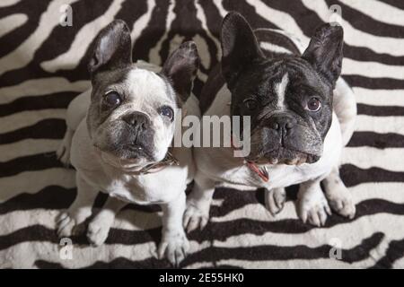 Coppia di cani da bulldog francesi curiosi e carini che guardano verso il proprietario e in attesa di qualcosa Foto Stock