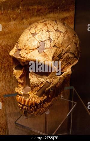 Cast di homo neanderthalensis cranio, Ashmolean Museum, il museo di arte e archeologia dell'Università di Oxford, Oxford UK. Foto Stock