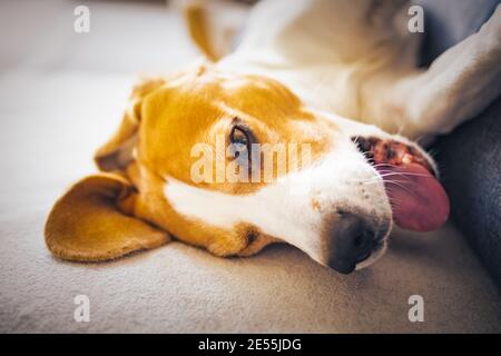 Adorabile cane beagle sdraiato sul divano all'interno mentre yawing. Foto Stock