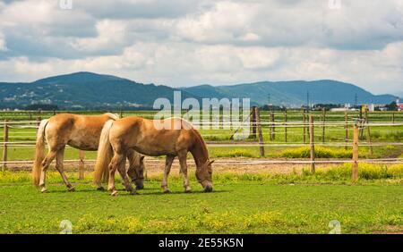 Due cavalli che pascolano sul prato. Animali da fattoria a Graz Foto Stock