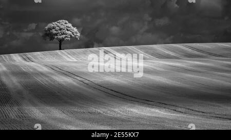 Un solo albero sullo skyline di un campo coltivato. Foto Stock