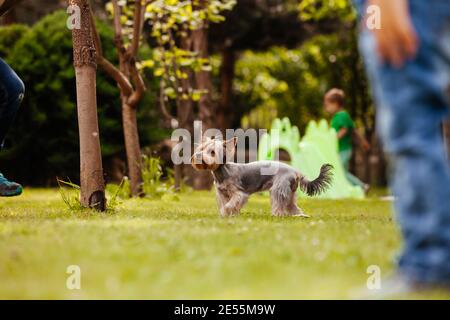 Il divertente Yorkshire terrier nel cortile tra i bambini Foto Stock