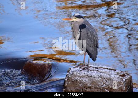 Grey Heron, River Calder, Hebden Bridge, Pennines, Yorkshire Foto Stock