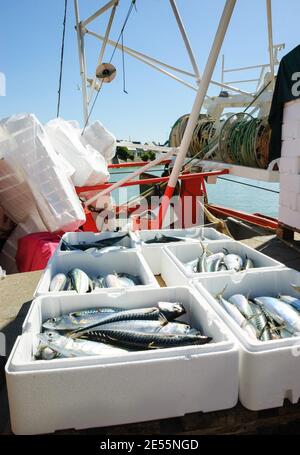 Catture fresche di sgombro in styrofoam contenitore su barca da pesca. Trouville-sur-Mer (Normandia, Francia). Foto Stock