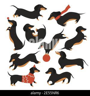 Set di illustrazioni vettoriali Dachshund Dog. Cartoon carino animale domestico in varie pose raccolta, divertente dachshund che indossa maglione o sciarpa, felice cucciolo doggy giocare con la palla, saltando isolato su bianco Illustrazione Vettoriale