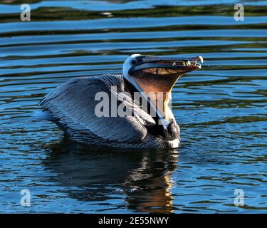 Il Pelican marrone grande galleggia sulla superficie dell'acqua dello stagno con il riflesso e circa per inghiottire un boccaglio di pesce di acciuga. Foto Stock