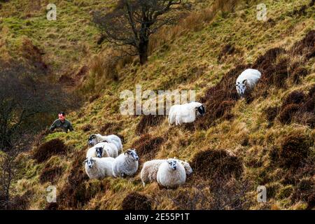Un pastore e il suo gregge nelle colline sull'Isola di Skye. Foto Stock