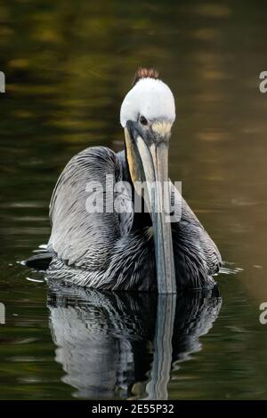 Il grande Brown Pelican galleggia sulla superficie dell'acqua dello stagno con il riflesso con la fattura leggermente sommersa nella laguna. Foto Stock